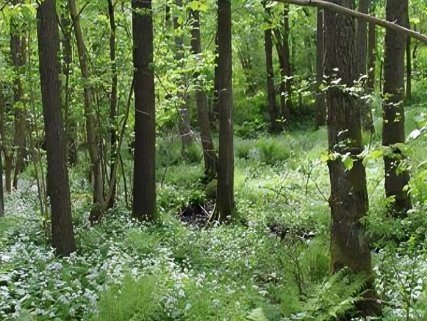Lövskog med tät undervegetation och vitblommande växter